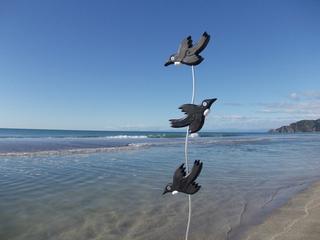 Swooping Tui  $239